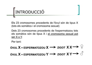 INTRODUCCIÓ
Els 23 cromosomes procedents de l'òvul són de tipus X
(tots els somàtics i el cromosoma sexual)
Dels 23 cromosomes procedents de l'espermatozou tots
els somàtics són de tipus X i el cromosoma sexual potels somàtics són de tipus X i el cromosoma sexual pot
ser X o Y.
Per tant:
ZIGOT XX XXÒVUL XX + ESPERMATOZOU XX ♀♀
ZIGOT XX YYÒVUL XX + ESPERMATOZOU YY ♂
 