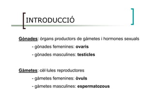 INTRODUCCIÓ
Gònades: òrgans productors de gàmetes i hormones sexuals
- gònades femenines: ovaris
- gònades masculines: testicles- gònades masculines: testicles
Gàmetes: cèl·lules reproductores
- gàmetes femenines: òvuls
- gàmetes masculines: espermatozous
 