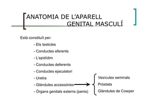 ANATOMIA DE L’APARELL
GENITAL MASCULÍ
Està constituït per:
- Els testicles
- Conductes eferents
- L’epidídim
- Conductes deferents
- Conductes ejaculatori
- Uretra
- Glàndules accessòries
- Òrgans genitals externs (penis)
Vesícules seminals
Pròstata
Glàndules de Cowper
 