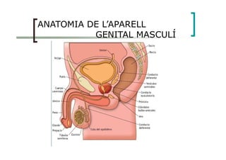 ANATOMIA DE L’APARELL
GENITAL MASCULÍ
 