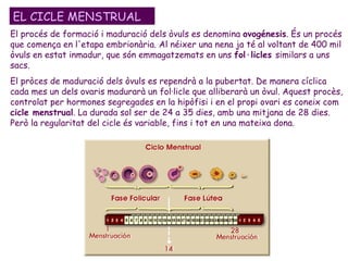 EL CICLE MENSTRUAL El procés de formació i maduració dels òvuls es denomina  ovogénesis . És un procés que comença en l'etapa embrionària.  Al néixer una nena ja té al voltant de 400 mil   òvuls en estat inmadur, que són emmagatzemats en uns  fol·licles  similars a uns sacs.  El pròces de maduració dels òvuls es rependrà a la pubertat. De manera cíclica  cada mes un dels ovaris madurarà un fol·licle que alliberarà un òvul. Aquest procès, controlat per hormones segregades en la hipòfisi i en el propi ovari es coneix com  cicle menstrual . La durada sol ser de 24 a 35 dies, amb una mitjana de 28 dies. Però la regularitat del cicle és variable, fins i tot en una mateixa dona.  