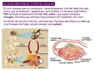 El cicle comença amb el creixement i desenvolupament d’un  fol·licle  d’un dels ovaris, que va madurant i passant per varis estadis.  La hormona hipofisiària  FSH  estimula la maduració d’un  fol·licle ovàric  i que aquest produeixi  estrogen , l’hormona que estimula l’engruiximent de l'endometri de l'úter.  Al voltant del dia 14 el fol.licle, estimulat per l’hormona  LH  allibera un  òvul  cap a les trompes de Falopi, procès conegut com  ovulació .   EL CICLE MENSTRUAL: FASE FOL·LICULAR 