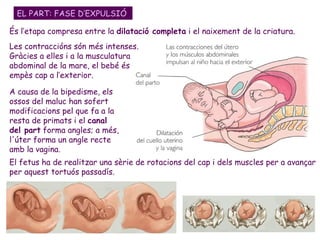 EL PART: FASE D’EXPULSIÓ A causa de la bipedisme, els ossos del maluc han sofert modificacions pel que fa a la resta de primats i el  canal del part  forma angles; a més, l'úter forma un angle recte amb la vagina.  És l’etapa compresa entre la  dilatació completa  i el naixement de la criatura. Les contraccións són més intenses. Gràcies a elles i a la musculatura abdominal de la mare, el bebé és empès cap a l’exterior. El fetus ha de realitzar una sèrie de rotacions del cap i dels muscles per a avançar per aquest tortuós passadís.  