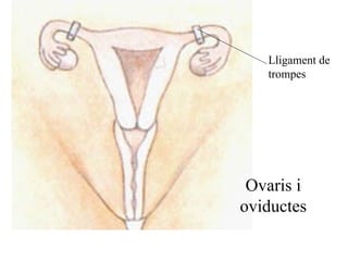 Ovaris i oviductes Lligament de trompes 