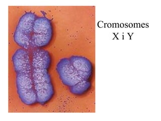 Cromosomes X i Y 