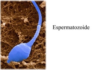 Espermatozoide 
