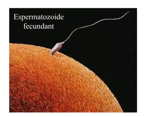 Espermatozoide fecundant 
