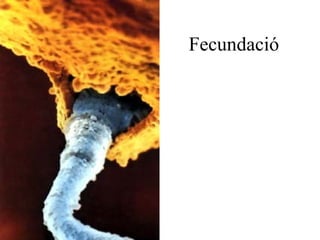 Fecundació 