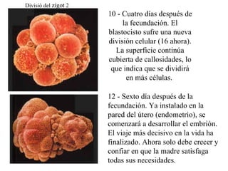 Divisió del  zigot  2 10 - Cuatro días  después de la fecundación. El blastocisto sufre una nueva división celular (16 ahora). La superficie continúa cubierta de callosidades, lo que indica que se dividirá en más células.    12 - Sexto día  después de la fecundación. Ya instalado en la pared del útero (endometrio), se comenzará a desarrollar el embrión. El viaje más decisivo en la vida ha finalizado. Ahora solo debe crecer y confiar en que la madre satisfaga todas sus necesidades.  