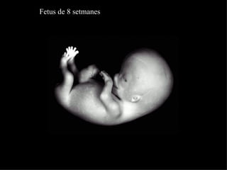 Fetus de 8 setmanes 