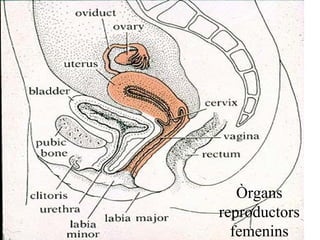 Òrgans reproductors femenins 