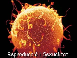 Reproducció i SexualitatReproducció i Sexualitat
 