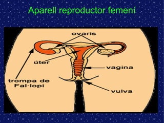 Aparell reproductor femení 
 