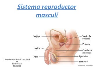 Sistema reproductor
                        masculí




Grup de treball: Marcel,Xavi i Pau A
                 6è
          2on trimestre
            2012/2013
 