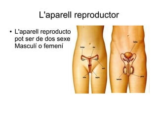 L'aparell reproductor
●

L'aparell reproductor
pot ser de dos sexes:
Masculí o femení

 