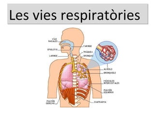 Les vies respiratòries 