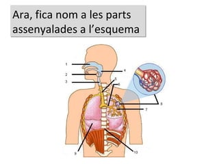 Ara, fica nom a les parts assenyalades a l’esquema 