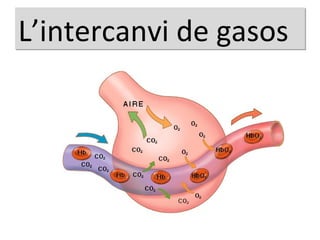 L’intercanvi de gasos 