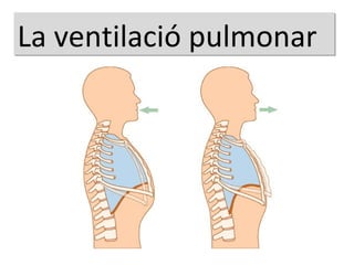 La ventilació pulmonar 
