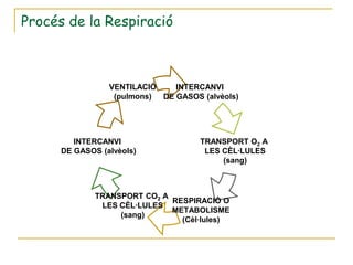 Procés de la Respiració



                 VENTILACIÓ    INTERCANVI
                  (pulmons) DE GASOS (alvèols)




         INTERCANVI                  TRANSPORT O2 A
      DE GASOS (alvèols)              LES CÈL·LULES
                                          (sang)



              TRANSPORT CO2 A
                              RESPIRACIÓ O
               LES CÈL·LULES
                              METABOLISME
                   (sang)
                                (Cèl·lules)
 