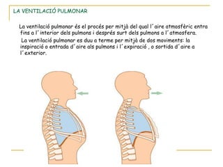 LA VENTILACIÓ PULMONAR

 La ventilació pulmonar és el procés per mitjà del qual l´aire atmosfèric entra
 fins a l´interior dels pulmons i després surt dels pulmons a l´atmosfera.
  La ventilació pulmonar es duu a terme per mitjà de dos moviments: la
 inspiració o entrada d´aire als pulmons i l´expiració , o sortida d´aire a
 l´exterior.
 