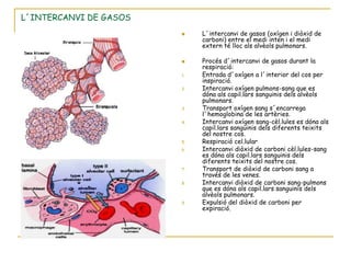 L´INTERCANVI DE GASOS
                            L´intercanvi de gasos (oxígen i diòxid de
                             carboni) entre el medi inten i el medi
                             extern té lloc als alvèols pulmonars.

                            Procés d´intercanvi de gasos durant la
                             respiració:
                        1.   Entrada d´oxígen a l´interior del cos per
                             inspiració.
                        2.   Intercanvi oxígen pulmons-sang que es
                             dóna als capil.lars sanguinis dels alvèols
                             pulmonars.
                        3.   Transport oxígen sang s´encarrega
                             l´hemoglobina de les artèries.
                        4.   Intercanvi oxígen sang-cèl.lules es dóna als
                             capil.lars sanguinis dels diferents teixits
                             del nostre cos.
                        5.   Respiració cel.lular
                        6.   Intercanvi diòxid de carboni cèl.lules-sang
                             es dóna als capil.lars sanguinis dels
                             diferents teixits del nostre cos.
                        7.   Transport de diòxid de carboni sang a
                             través de les venes.
                        8.   Intercanvi diòxid de carboni sang-pulmons
                             que es dóna als capil.lars sanguinis dels
                             alvèols pulmonars.
                        9.   Expulsió del diòxid de carboni per
                             expiració.
 
