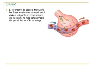 DIFUSIÓ

   L´intercanvi de gasos a través de
    les fines membranes de capil.lars i
    alvèols, es porta a terme sempre
    del lloc on hi ha més concentració
    del gas al lloc on n´hi ha menys.
 
