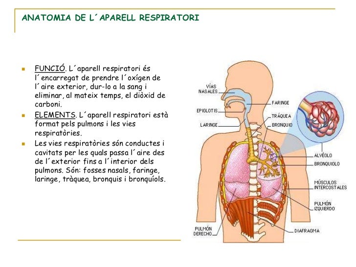 Aparell respiratori presentació