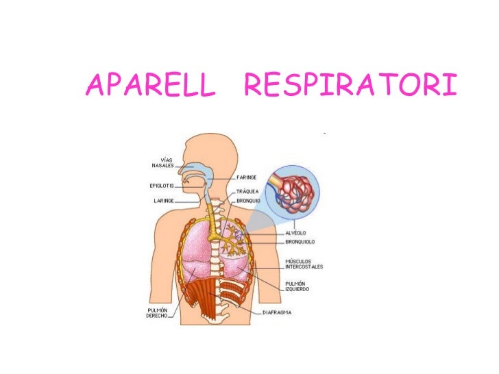 Aparell respiratori
