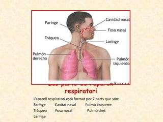 Les parts de l’aparell
              respiratori
L’aparell respiratori està format per 7 parts que són:
Faringe       Cavi...