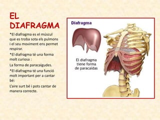 EL
DIAFRAGMA
*El diafragma es el múscul
que es troba sota els pulmons
i el seu moviment ens permet
respirar.
*El diafragma...