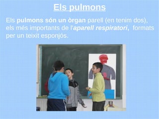 Els pulmons
Els pulmons són un òrgan parell (en tenim dos),
els més importants de l'aparell respiratori, formats
per un te...