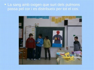  La sang amb oxigen que surt dels pulmons
  passa pel cor i es distribueix per tot el cos.
 