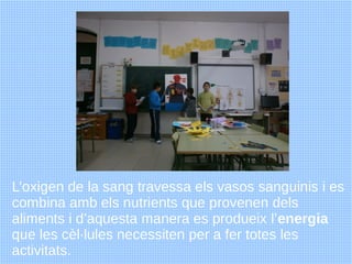 L’oxigen de la sang travessa els vasos sanguinis i es
combina amb els nutrients que provenen dels
aliments i d’aquesta man...