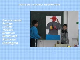 PARTS DE L'APARELL RESPIRATORI




Fosses nasals
Faringe
Laringe
Tràquea
Bronquis
Bronquiols
Pulmons
Diafragma
 