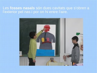 Les fosses nasals són dues cavitats que s’obren a
l’exterior pel nas i por on hi entre l'aire.
 