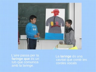 L'aire passa per la   La laringe és una
faringe que és un     cavitat que conté les
tub que comunica      cordes vocals
am...