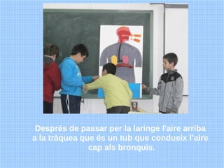 Després de passar per la laringe l'aire arriba
a la tràquea que és un tub que condueix l’aire
               cap als bronq...