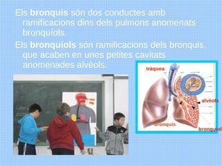 Els bronquis són dos conductes amb
  ramificacions dins dels pulmons anomenats
  bronquíols.
Els bronquíols són ramificaci...