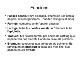 Funcions:

Fosses nasals: l'aire s'escalfa, s'humiteja i es neteja
(la pols, microorganismes... queden retinguts al moc).

Faringe: comunica amb l'aparell digestiu.

Laringe: hi ha les cordes vocals. A l'obertura hi ha
l'epiglotis.

Tràquea: tub flexible format per anells de cartílag que
impedeixen que s'aixafi. Condueix l'aire als pulmons.

Bronquis: conductes que penetren als pulmons. Es
ramifiquen en bronquíols cada cop més fins, que
acaben en els alvèols.
 