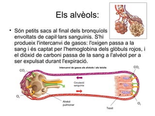 Els alvèols:

Són petits sacs al final dels bronquíols
envoltats de capil·lars sanguinis. S'hi
produeix l'intercanvi de gasos: l'oxigen passa a la
sang i és captat per l'hemoglobina dels glòbuls rojos, i
el diòxid de carboni passa de la sang a l'alvèol per a
ser expulsat durant l'expiració.
Intercanvi de gasos als alvèols i als teixits
Teixit
Alvèol
pulmonar
Circulació
sanguínia
CO2
CO2
O2
O2
 