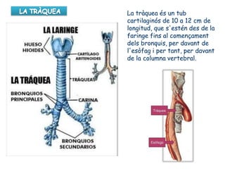 La tràquea és un tub
cartilaginós de 10 a 12 cm de
longitud, que s'estén des de la
faringe fins al començament
dels bronquis, per davant de
l'esòfag i per tant, per davant
de la columna vertebral.
 