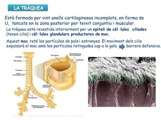 Està formada per vint anells cartilaginosos incomplets, en forma de
U, tancats en la zona posterior per teixit conjuntiu i muscular.
La tràquea està revestida interiorment per un epiteli de cèl·lules ciliades
(tenen cilis) i cèl·lules glandulars productores de moc.
Aquest moc reté les partícules de pols i estranyes. El moviment dels cilis
expulsarà el moc amb les partícules retingudes cap a la gola barrera defensiva.
 