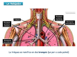 La tràquea es ramifica en dos bronquis (un per a cada pulmó)
 