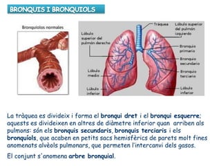 La tràquea es divideix i forma el bronqui dret i el bronqui esquerre;
aquests es divideixen en altres de diàmetre inferior quan arriben als
pulmons: són els bronquis secundaris, bronquis terciaris i els
bronquíols, que acaben en petits sacs hemisfèrics de parets molt fines
anomenats alvèols pulmonars, que permeten l’intercanvi dels gasos.
El conjunt s'anomena arbre bronquial.
 