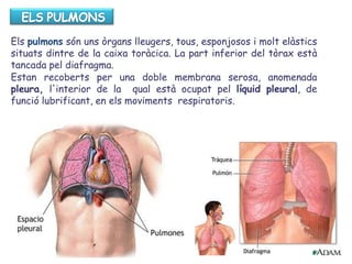 Els pulmons són uns òrgans lleugers, tous, esponjosos i molt elàstics
situats dintre de la caixa toràcica. La part inferior del tòrax està
tancada pel diafragma.
Estan recoberts per una doble membrana serosa, anomenada
pleura, l'interior de la qual està ocupat pel líquid pleural, de
funció lubrificant, en els moviments respiratoris.
 
