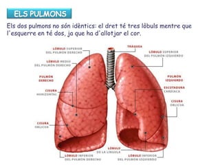 Els dos pulmons no són idèntics: el dret té tres lòbuls mentre que
l'esquerre en té dos, ja que ha d'allotjar el cor.
 