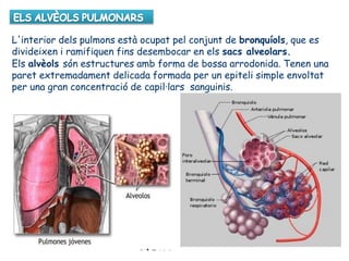 L'interior dels pulmons està ocupat pel conjunt de bronquíols, que es
divideixen i ramifiquen fins desembocar en els sacs alveolars.
Els alvèols són estructures amb forma de bossa arrodonida. Tenen una
paret extremadament delicada formada per un epiteli simple envoltat
per una gran concentració de capil·lars sanguinis.
 