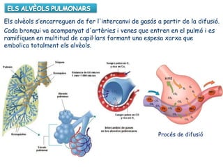 Els alvèols s’encarreguen de fer l'intercanvi de gasós a partir de la difusió.
Cada bronqui va acompanyat d'artèries i venes que entren en el pulmó i es
ramifiquen en multitud de capil·lars formant una espesa xarxa que
embolica totalment els alvèols.
Procés de difusió
 