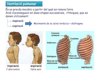 És un procés mecànic a partir del qual es renova l’aire.
Això s’aconsegueix en dues etapes successives, rítmiques, que es
donen cíclicament:
inspiració
expiració
Moviments de la caixa toràcica + diafragma
 